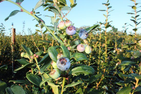 Tom West U Pick Blueberries