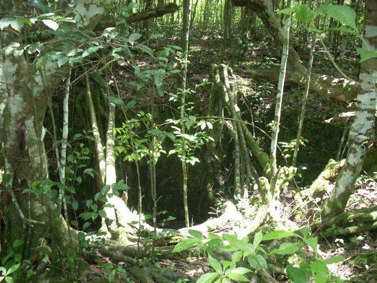 Castellow Hammock Preserve and Nature Center