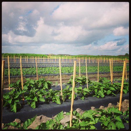 Collier Family Farms