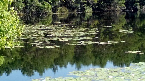 Graham Swamp Preserve