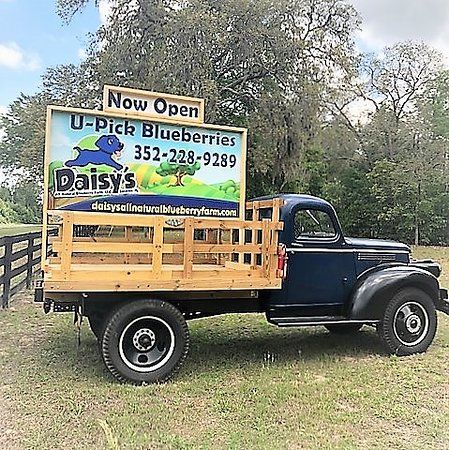 Daisy's Blueberry Farm Upick