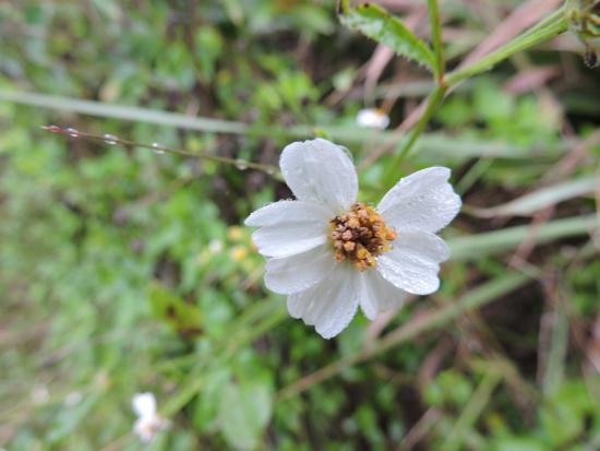 Wildflower Preserve