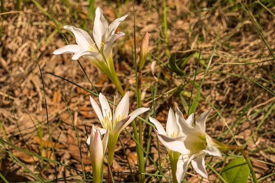 Prairie Creek Preserve