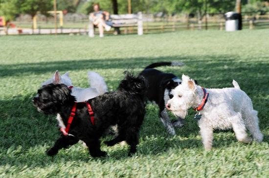 Lake Ida Dog Park