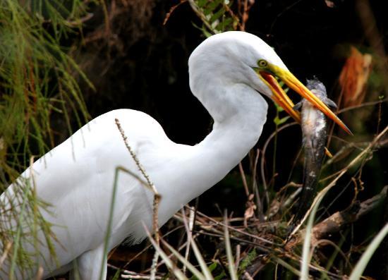 Big Cypress National Preserve