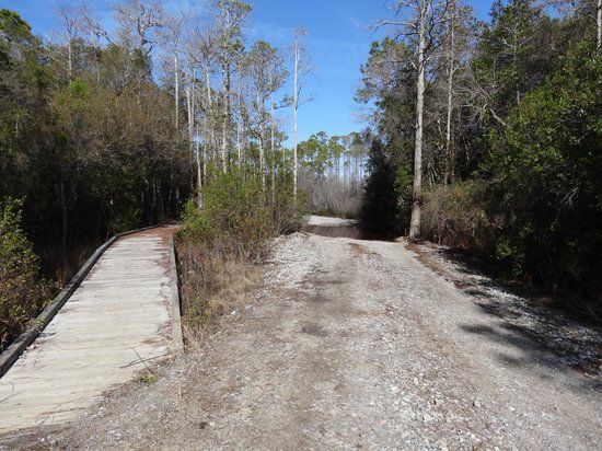 Point Washington State Forest