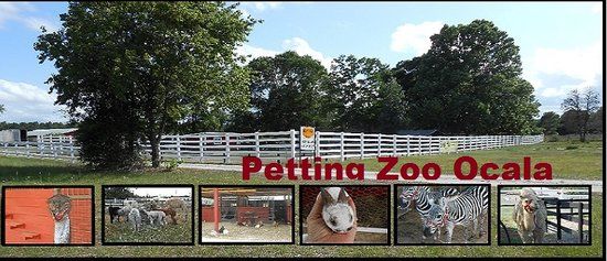 Petting Zoo Ocala