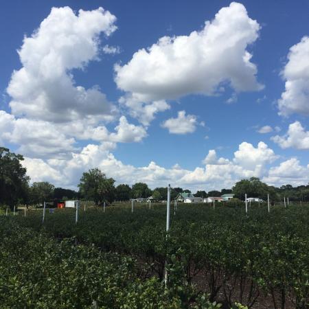 Lake Catherine Blueberries