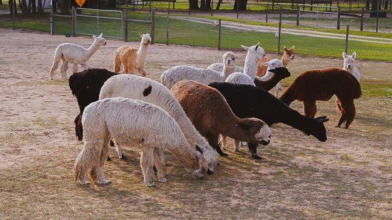 LunaSea Alpaca Farm