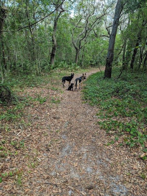 Violet Cury Preserve