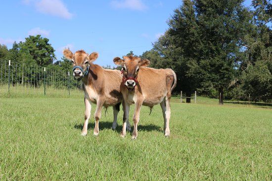 Redemptive Love Farm