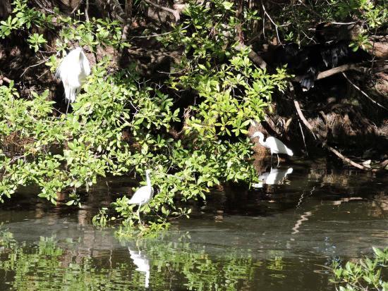Key West Wildlife Center