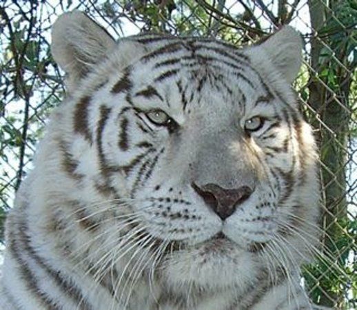 Saint Augustine Wild Reserve