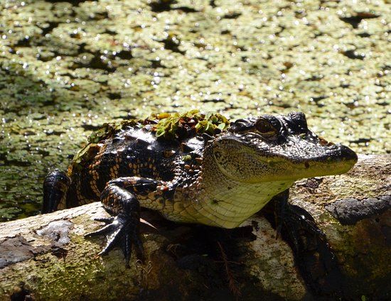 CREW Land & Water Trust