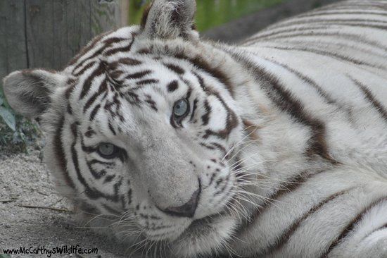 McCarthy's Wildlife Sanctuary