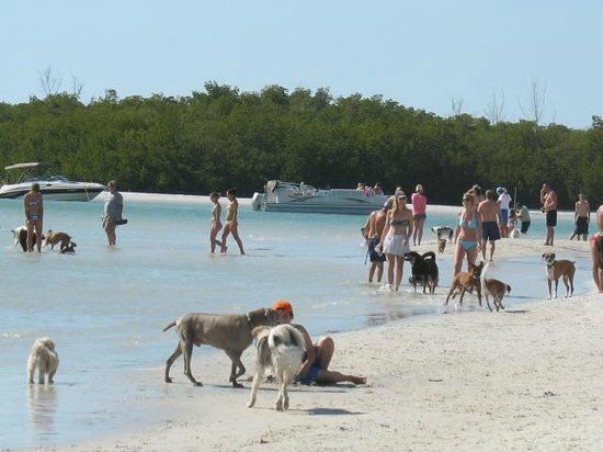Dog Beach Park