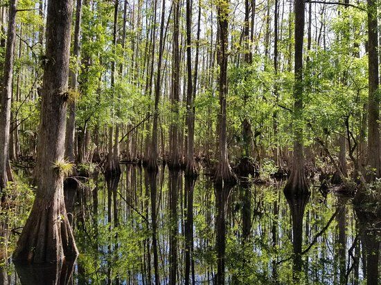 Highlands Hammock State Park