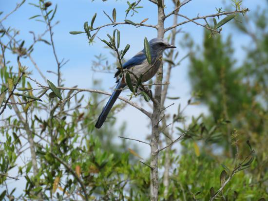 Lake June-in-Winter Scrub State Park