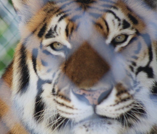 Octagon Wildlife Sanctuary