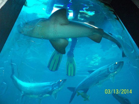 Aquarium Tarpon Springs