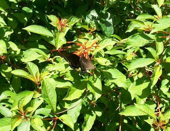 Nature Coast Botanical Gardens & Nursery