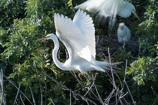 The Venice Area Audubon Rookery